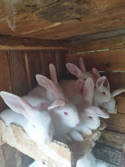 Кролики самці і самочки