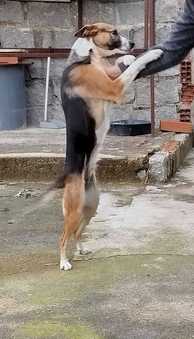Cadela para adoção 2 aninhos