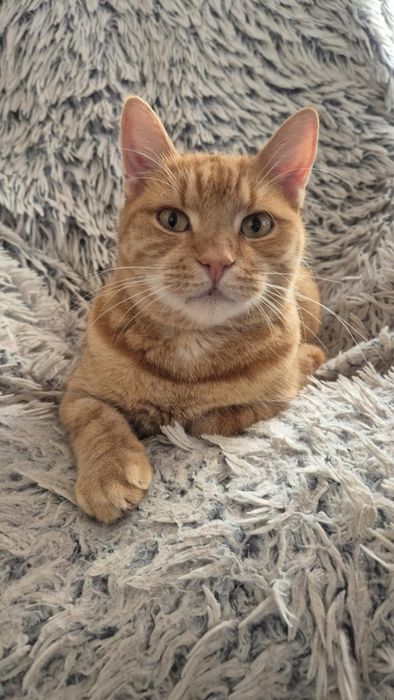 Rudy przystojniak szuka domu