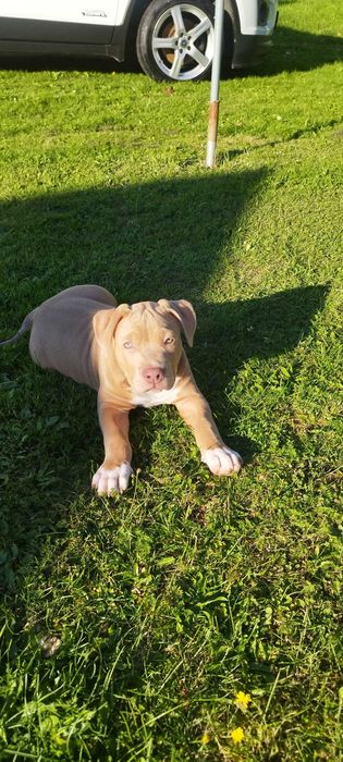 American Bully XL