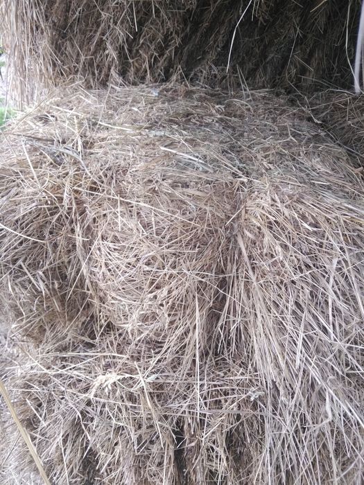 Продам сіно 2025 р. в тюках