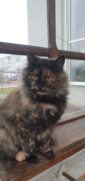 Безкоштовно котуся