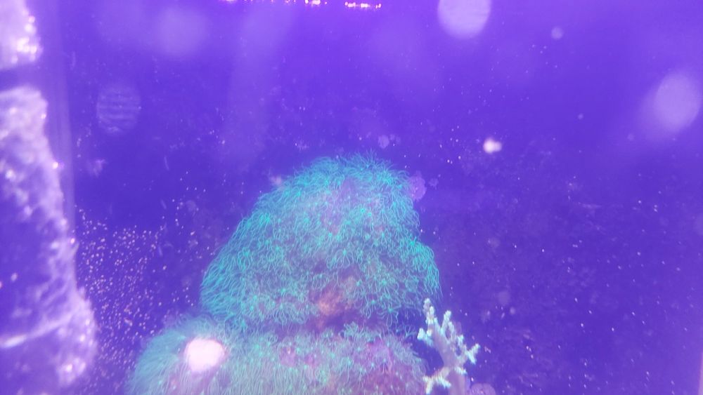 Sprzedam pachyclavularie fluo na skałce ,morskie