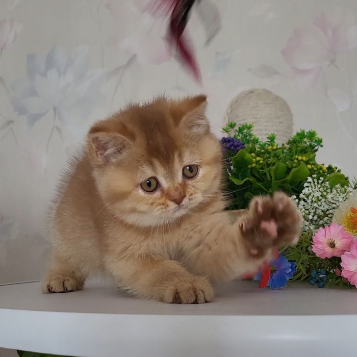 Розпродажа!Золотые   котята.