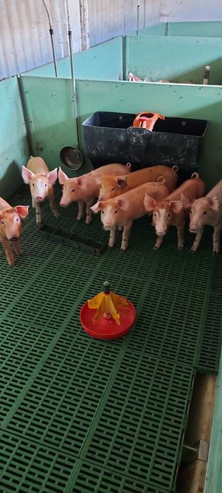 Продам ферму хозяйство ранчо