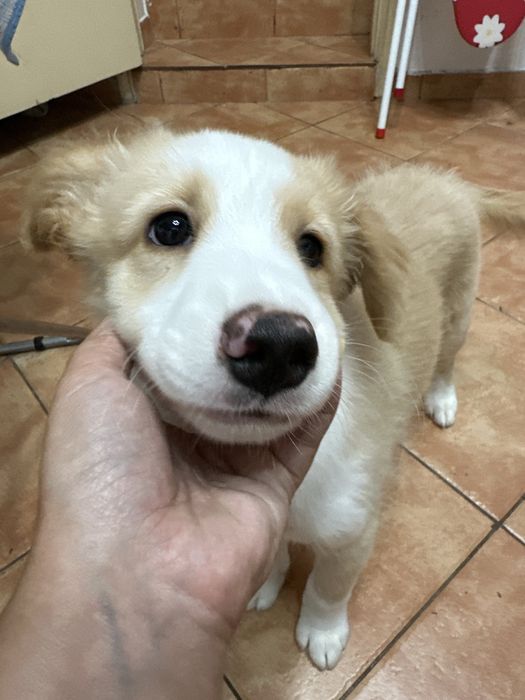 Cao para doar 3 meses