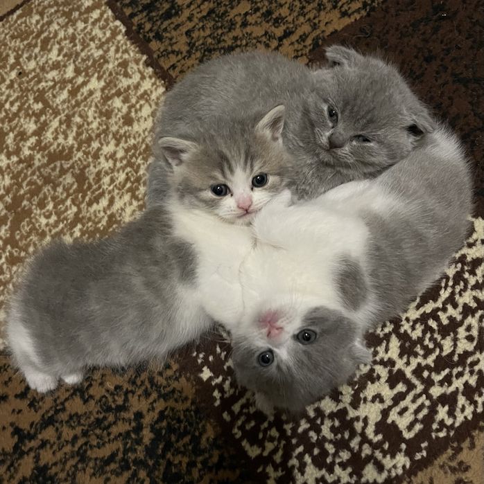 Продам котят британцев