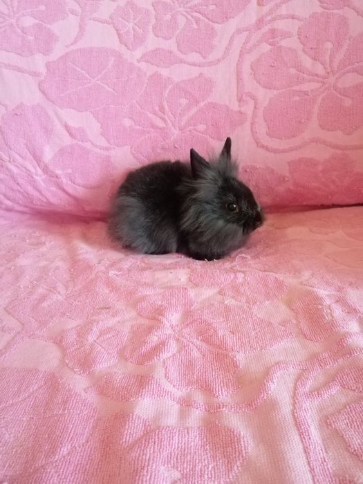 Króliczek karzełek Lewek, Teddy