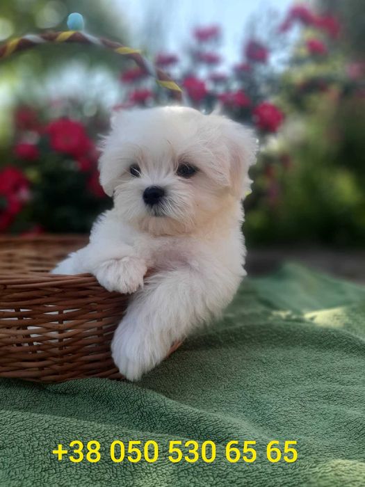 Мальтезе. Чудовий хлопчик АМУР. Корейські крові.