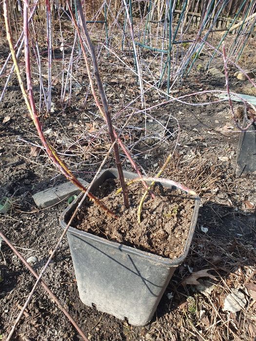 Malina czarna nowa odmiana