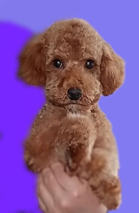 Мальтіпу, гарненький хлопчик.