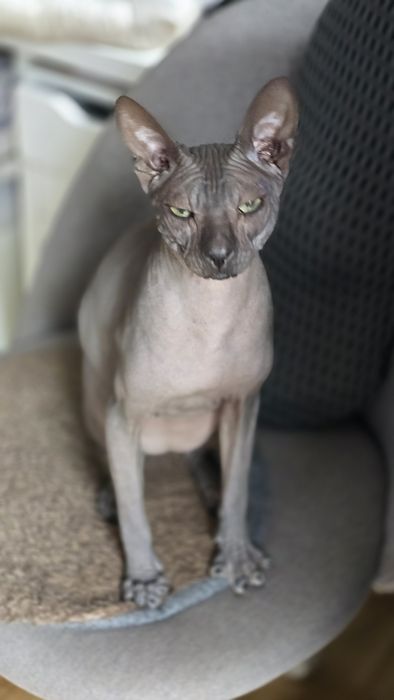 WCF DON Sphynx kotek