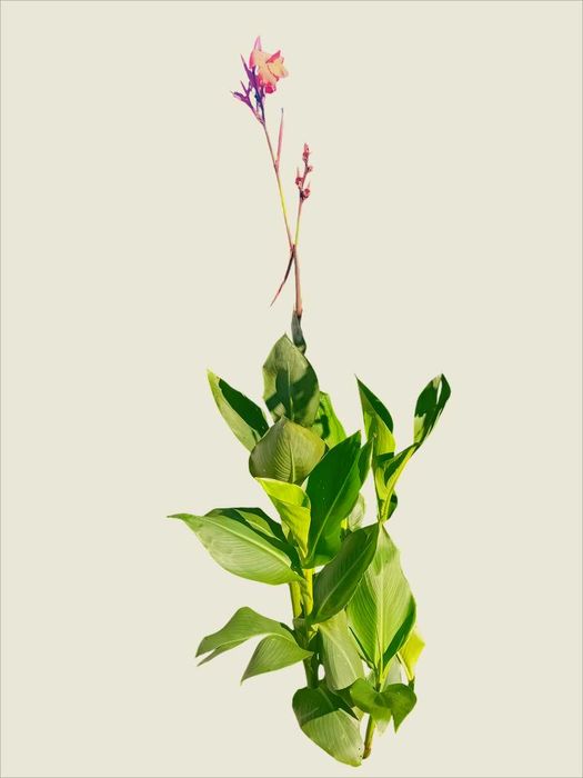 Canna Indica / Cana da India 7 variedades