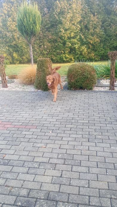 Golden retriever pies