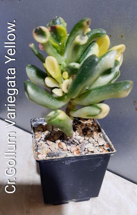 Вариегатные крассулы толстянки денежные деревья суккуленты.