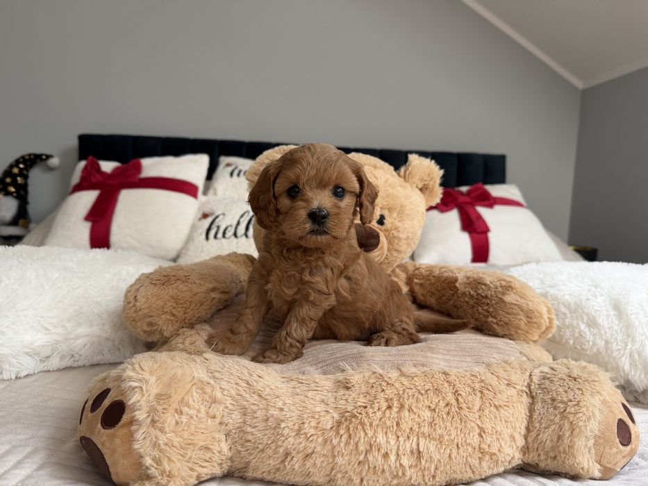 Cavapoo f1b piesek