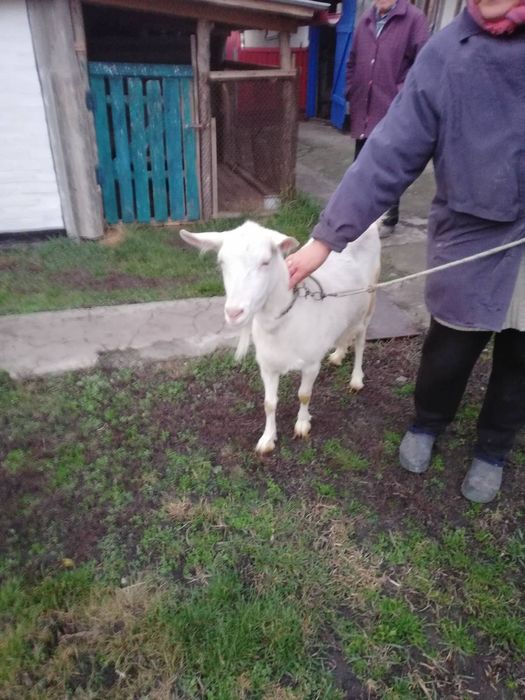 Коза (сіно в подарунок)