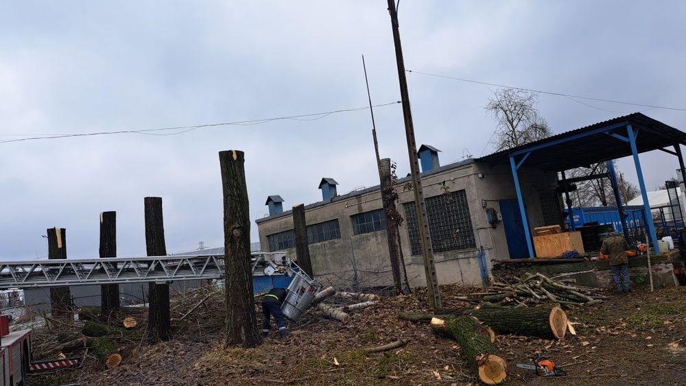 Wycinka drzew,Usuwanie wiatrołomów,Mielenie gałęzi, wycinka tui