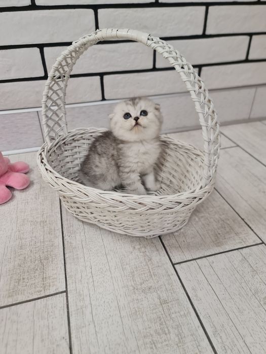 Шотландочка срібної шиншили