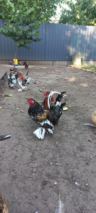 Алтайська бентамка  півники