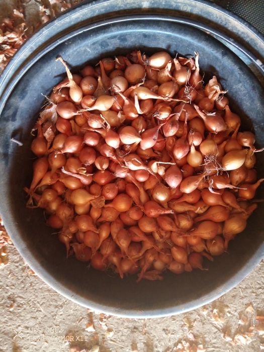 Лук севок арпажи