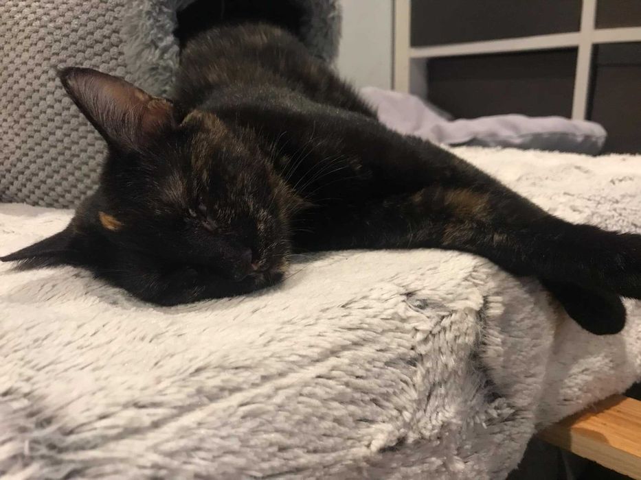 Słodka Tofifi do adopcji