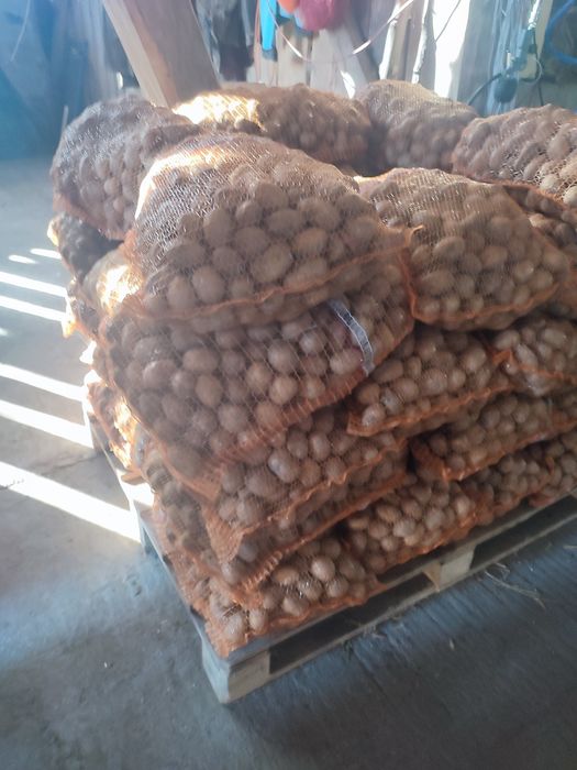 Ziemniaki Soraya, wielkość sadzeniaka