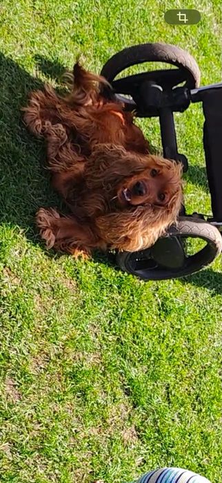 Cocker spaniel angielski piesek ostanie dwa pieski