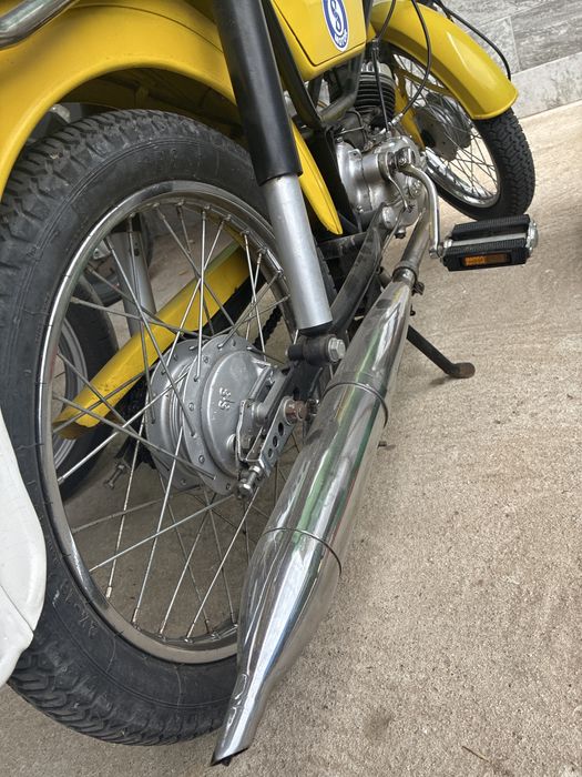 Sachs andorinha amarela