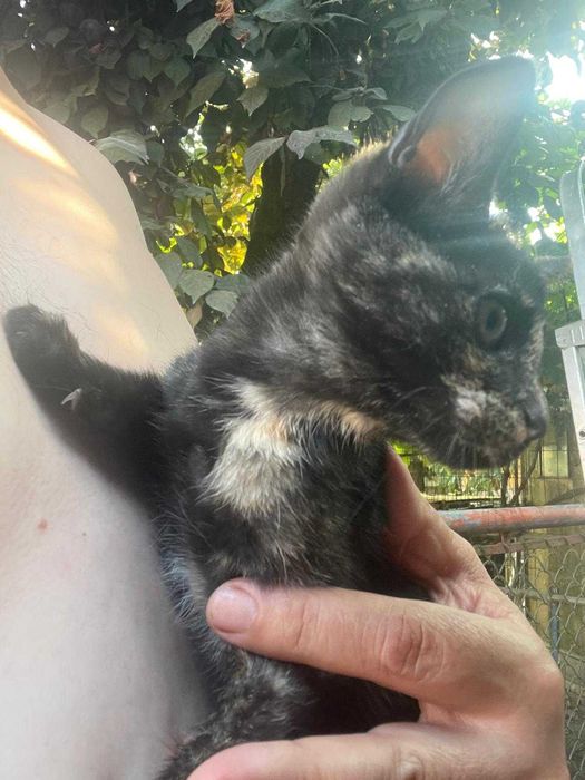 Gatinha procura novo lar - para adoção responsável