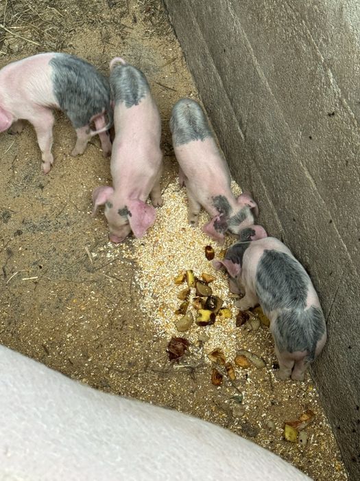 Leitoes bisaro raça pura