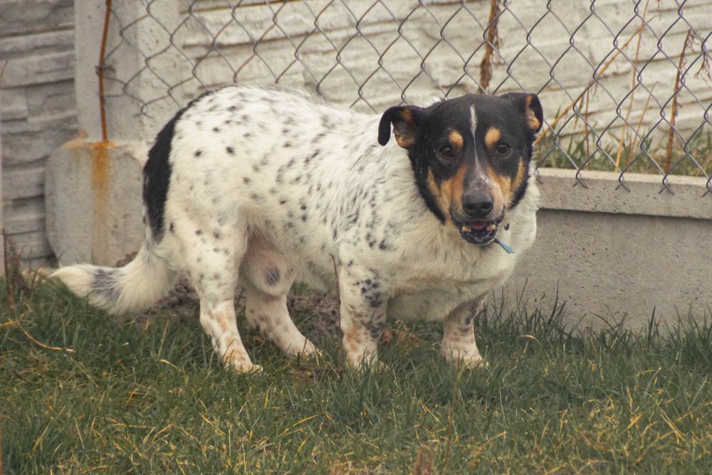 Kobi - starszy piesek szuka domu
