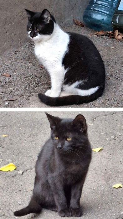 Двом маленьким кішечкам (6 місяців) терміново потрібен дім