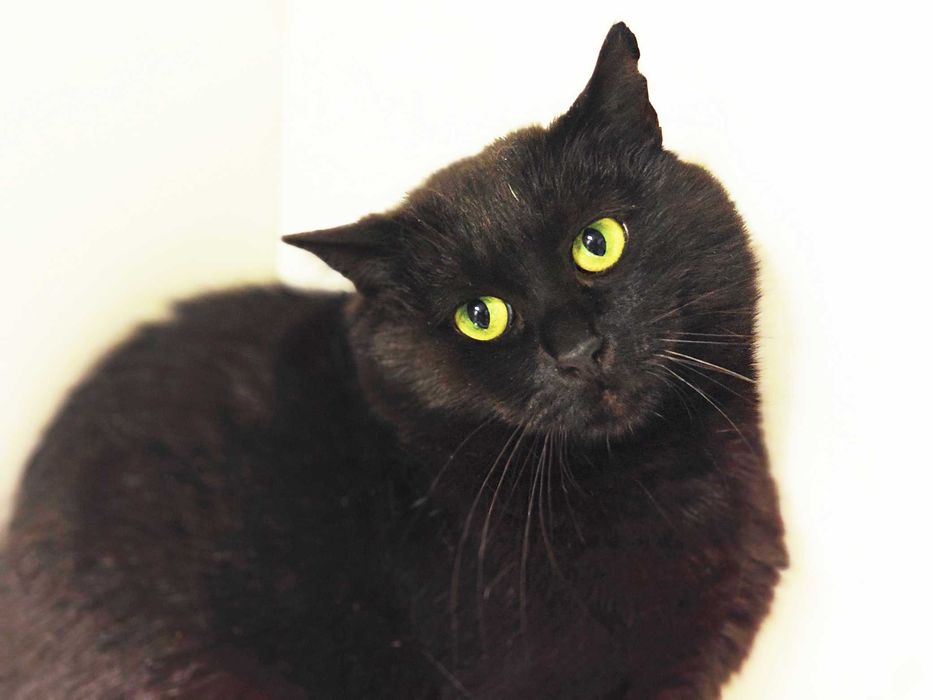 Чорна перлинка, тендітна котодівчинка Меліс, кішка 1 рік