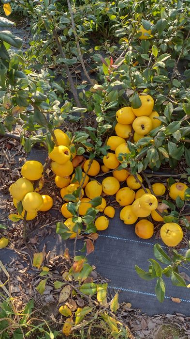 Owoce pigwowca nie pigwa