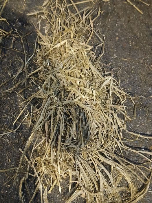 Sprzedam kiszonkę GPS