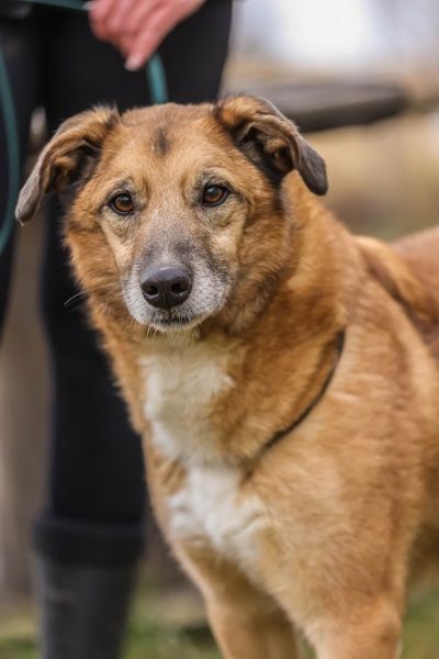 Sparky czeka na domek!