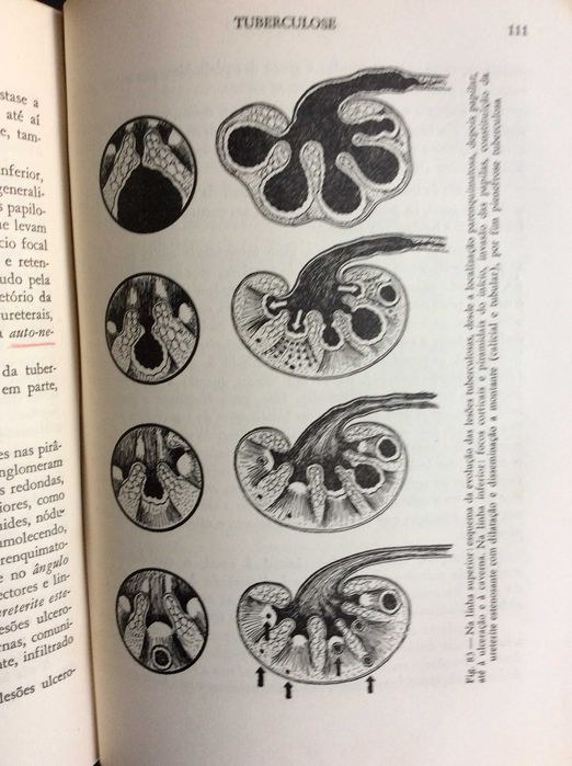 Iniciação à urologia clínica , 1944