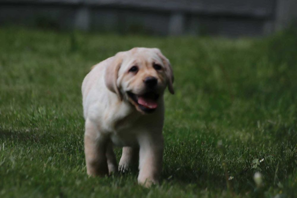 Labrador Retriever - żółty  maluch