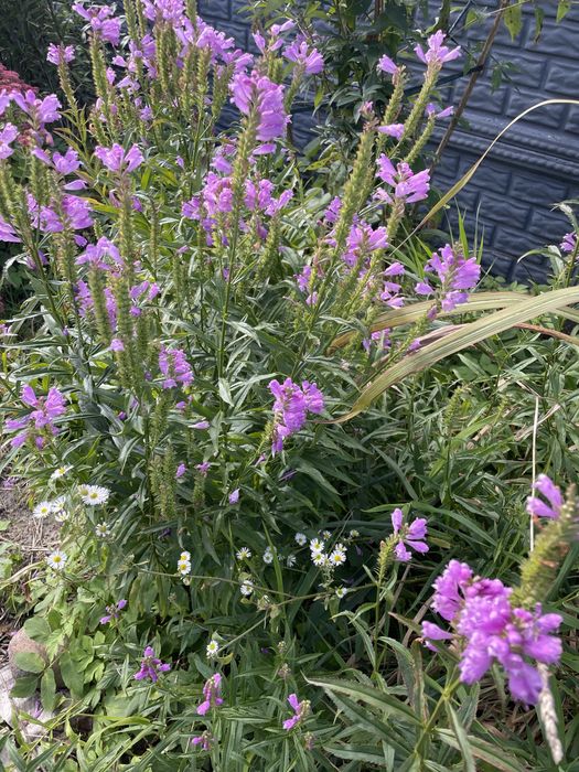 Rośliny wieloletnie  do ogrodu 5zł