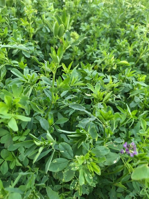 Lucerna z około 10 ha 120 bel