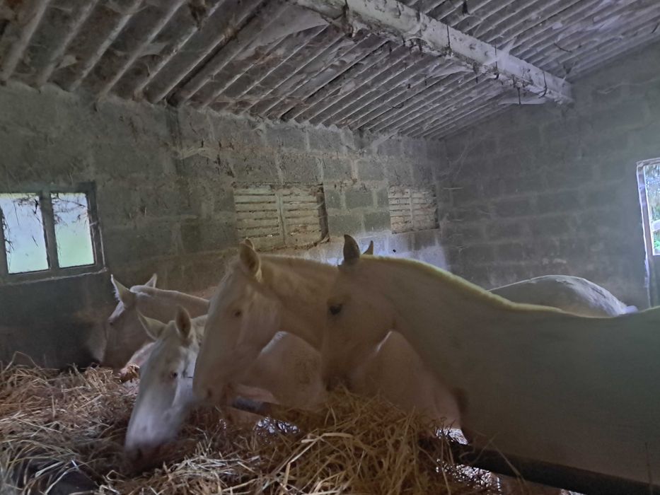 3 POLDROS ISABELOS,PALOMINOS, 12 MESES