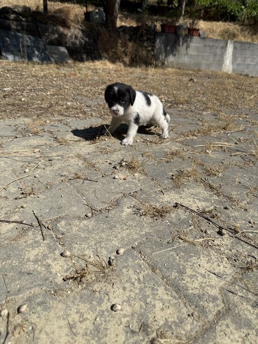 Cães bebés para adoção