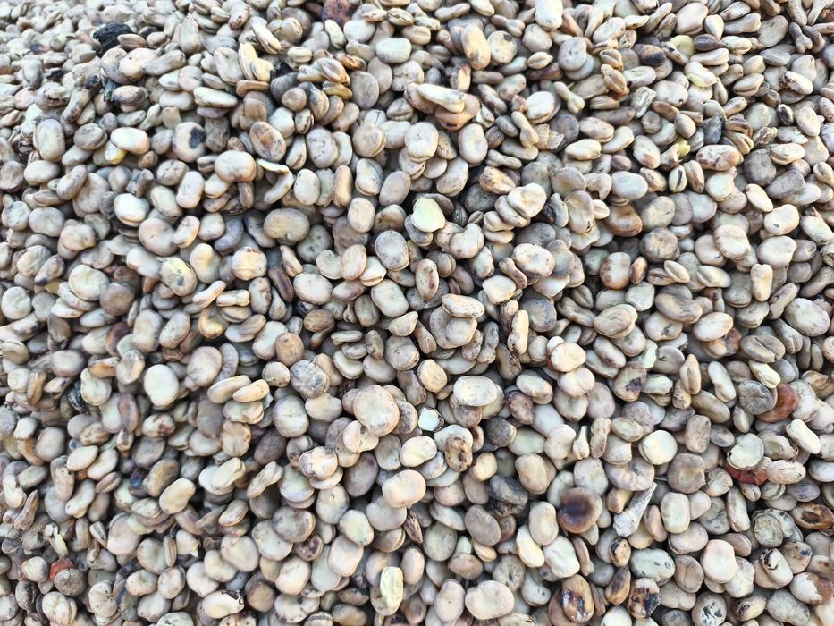 BÓB TOP BÓB TOPBOB nasiona bobu topbób ziarno 2025r nie bizon bachus