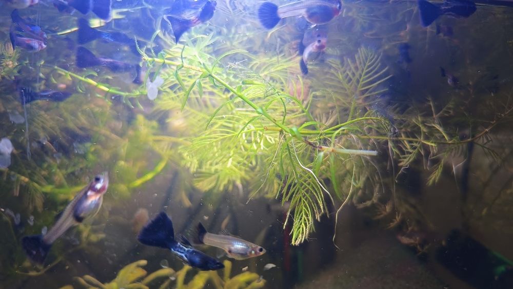 Gupiki steel black