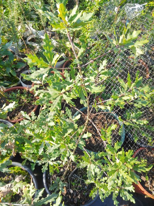 Plantas de alecrim, sobreiros, carvalhos e glicínias