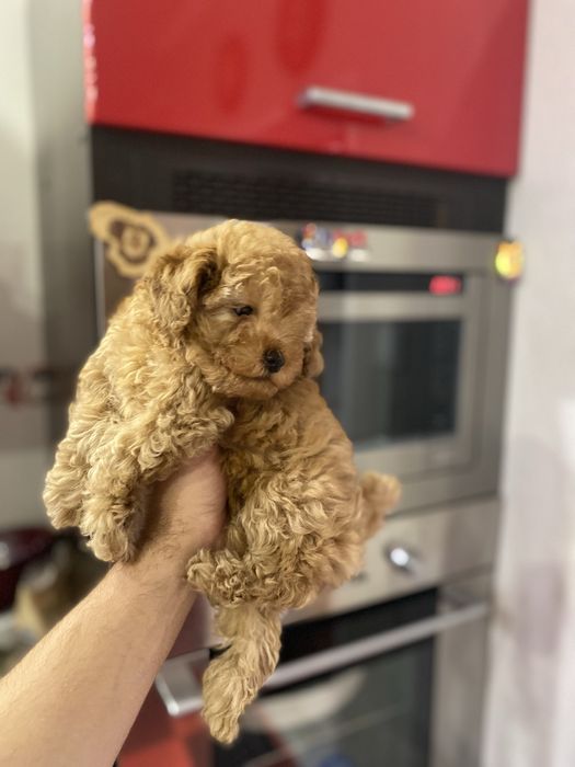 Мальтіпу гарна дівчинка