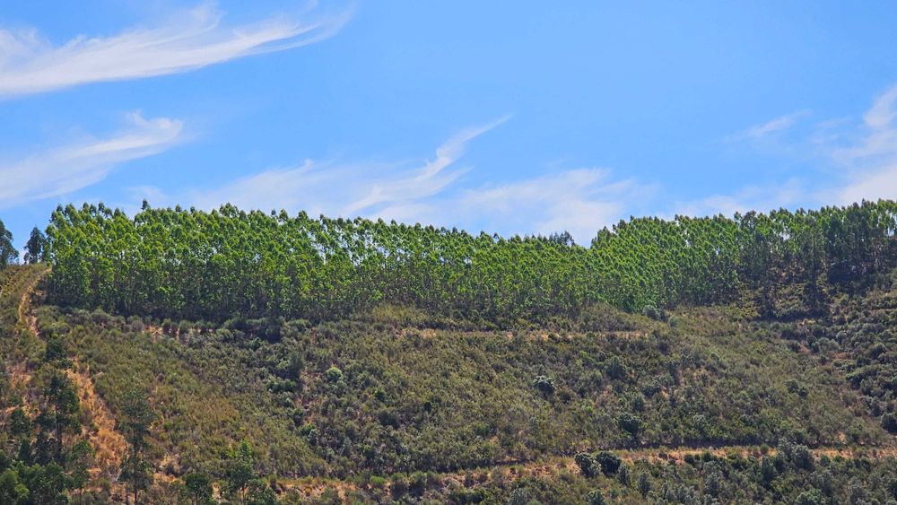Terreno Rústico com 43 Hectares em Nisa, Portalegre
