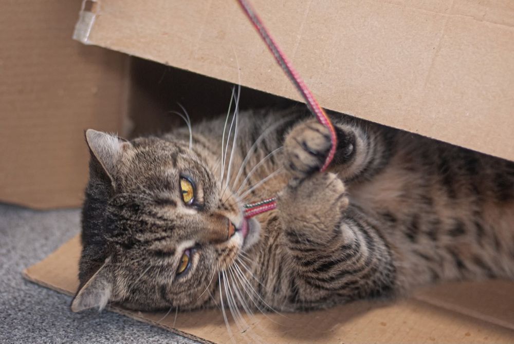 Hera - kotka felv szuka domu