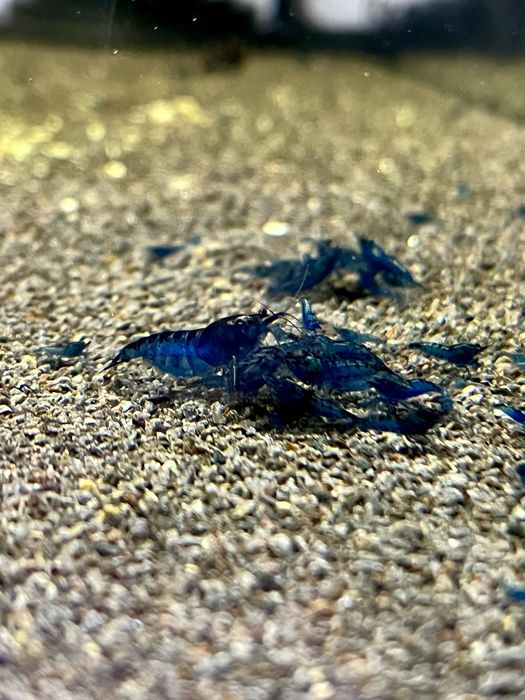 Blue Velvet - krewetki Neocaridina / Niebieskie